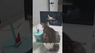 백설 방구석 1열.드라마보는 고양이.집사도 보고싶따....또르륵 #방구석1열 #브리티쉬숏헤어 #드라마보는고양이 #백설