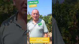 Vermentino (2-8) - La Minute Cépage Master Grappe