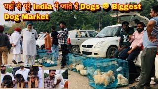 यहाँ से पूरे India में जाते है Dogs Biggest Dog Market at Chandigarh {NCR} Punjab #dog #puppy