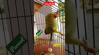 #Raj sahu Vlogs#raj