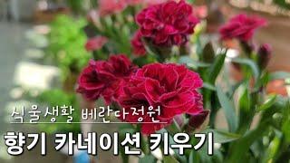 향기 카네이션 키우기/스승의날 이후에 화훼단지 가보세요 완전 저렴하게 득템했어요^^