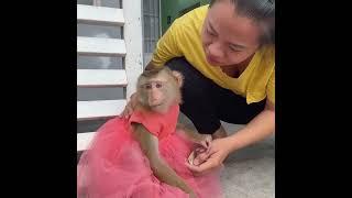 Monkey Lyly was hesitant so she couldn't go shopping because she didn't want to see the dog.