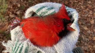 The Stubborn Male Cardinal --11-23-2020