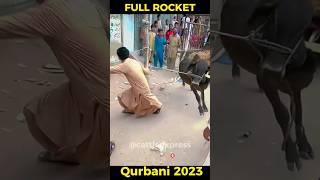 Rocket   | Karachi Cow Mandi | Bakra Eid 2023 #Shorts #CowMandi #AngryBirds