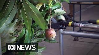 Mango-picking robot could help worker shortage | ABC News