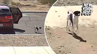 Video shows driver abandon dog in Arizona desert