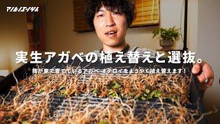 実生約半年。アガベ オテロイの植え替えと選抜に挑戦！｜実生｜オテロイ｜agave