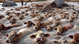 Veja Como Os Fazendeiros Americanos Respondem A Desastres Naturais Para Proteger Suas Fazendas