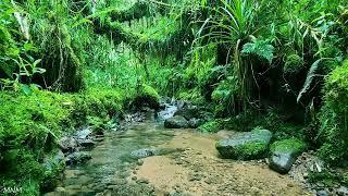 Peaceful bird sounds, gentle forest stream, morning nature sounds, ASMR