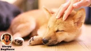 Relaxing music for dogsStress Relief Music, Healing MusicDog's Favorite Music.