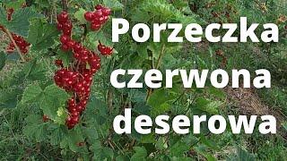 #28 Porzeczka czerwona deserowa (02.07.2021)