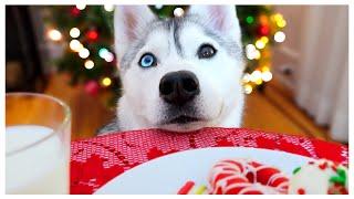 Husky STEALS Santa’s Milk and Cookies on Christmas!