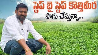 Coriander Cultivation In Teugu | Cothmeera Sagu In Telugu | కొత్తిమీర సాగు.