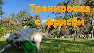 Лабрадор и фрисби | Labrador Retriever & Frisbee