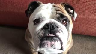 Reuben the Bulldog: Who Chewed That?