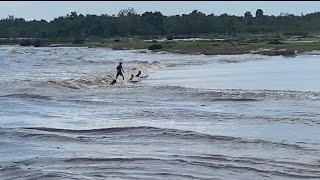 pemuda local main surfing fenomena alam di pelalawan riau indonesia