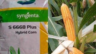 Syngenta s 6668 plus| सेजेंटा एस 6668 प्लस| after 90 days|