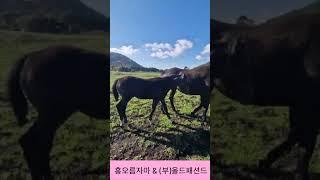 흥오름자마 & 올드패션드
