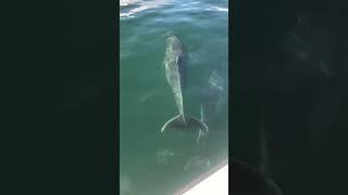 Listen to that blow    It’s always special seeing dolphins