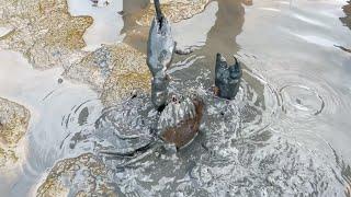 Amazing Catching Massive Mud Crabs In Sea By Barehanded