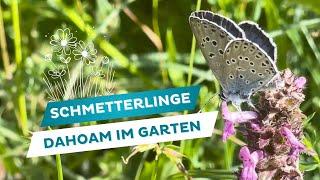 Schmetterlinge im eigenen Garten