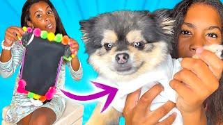 DIY Halloween Pet Costumes!