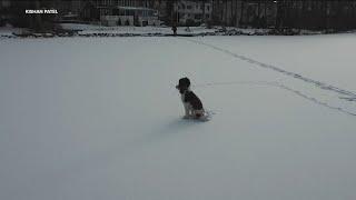 Puppy stuck on frozen NJ lake for hours brought home to safety with help of drone