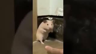 Hamster scary #shorts