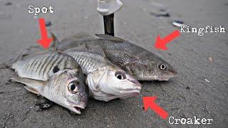 Croaker/Kingfish/Spotfish. Which tastes the best?!// NJ summer surf fishing 2024