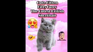 Cute Kitten - Kitty Furry - The Cutest British Shorthair