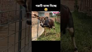 how possible cow dancing #sorts #sortvideo #viralshort #cow #dance #foryou #ai #edit #funny