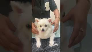 Tommy go to grooming #dog #good #boy #cute #love #pet