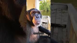 Andaman nikobar beach monkey short status  #animals #chimpanze #monkeydluffy #minkeyelashvendors