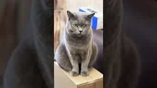  Evil cat #short #cat #kitten #evilcat
