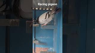 racing pigeon #kalapati #loftblog #pigeon
