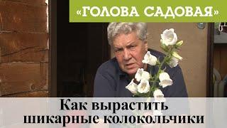 Голова садовая - Как вырастить шикарные колокольчики