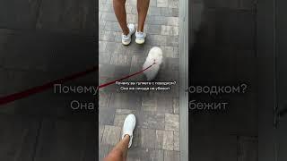  #померанскийщпиц #pets #суперсобака #pomeranian #собака #memes #puppy #шпиц #funny