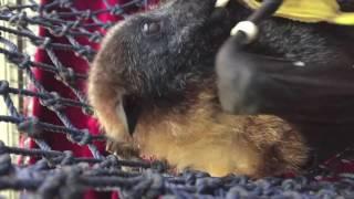 Walter the old Flying-Fox has a banana