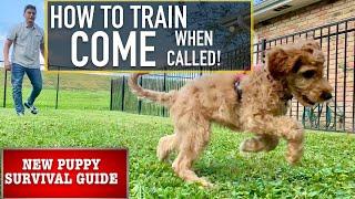 NEW PUPPY SURVIVAL GUIDE: Train Your Dog to “COME” No Matter What! (EP 5)