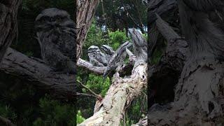 Tawny Frogmouths Are the Masters of Camouflage || ViralHog