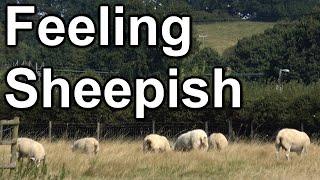 189. Tight squeezes and a sheep drama, on the Trent & Mersey canal