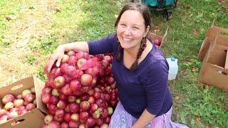 Gleaning 300 lbs of Apples In 1 Hour !!!