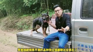 东德牧羊犬为何要送人，狗语者老汤狠心处理爱犬