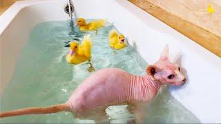 Collection of funny moments about Ducklings in the pool, baby ducks, pig, dog, kitten