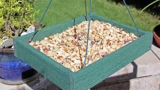 How to Pick the Best Bird Seed for Your Backyard Birds