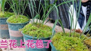 你敢相信吗？小朱用9个月时间，种下1500盆兰花，均已上花苞