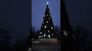 Новочеркасск.Ёлочка Уже На Месте