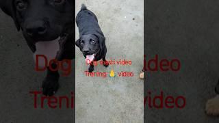 my Dog Masti trening #viralvideo #doglover #dogs #doglife #dogtraining