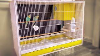 Breeding Cages For Birds | DIY Craft | Nesting