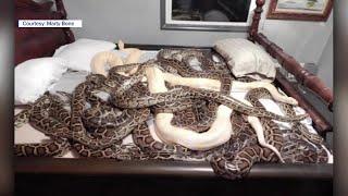 Reptile community sends message after man arrested for having 20+ Burmese Pythons